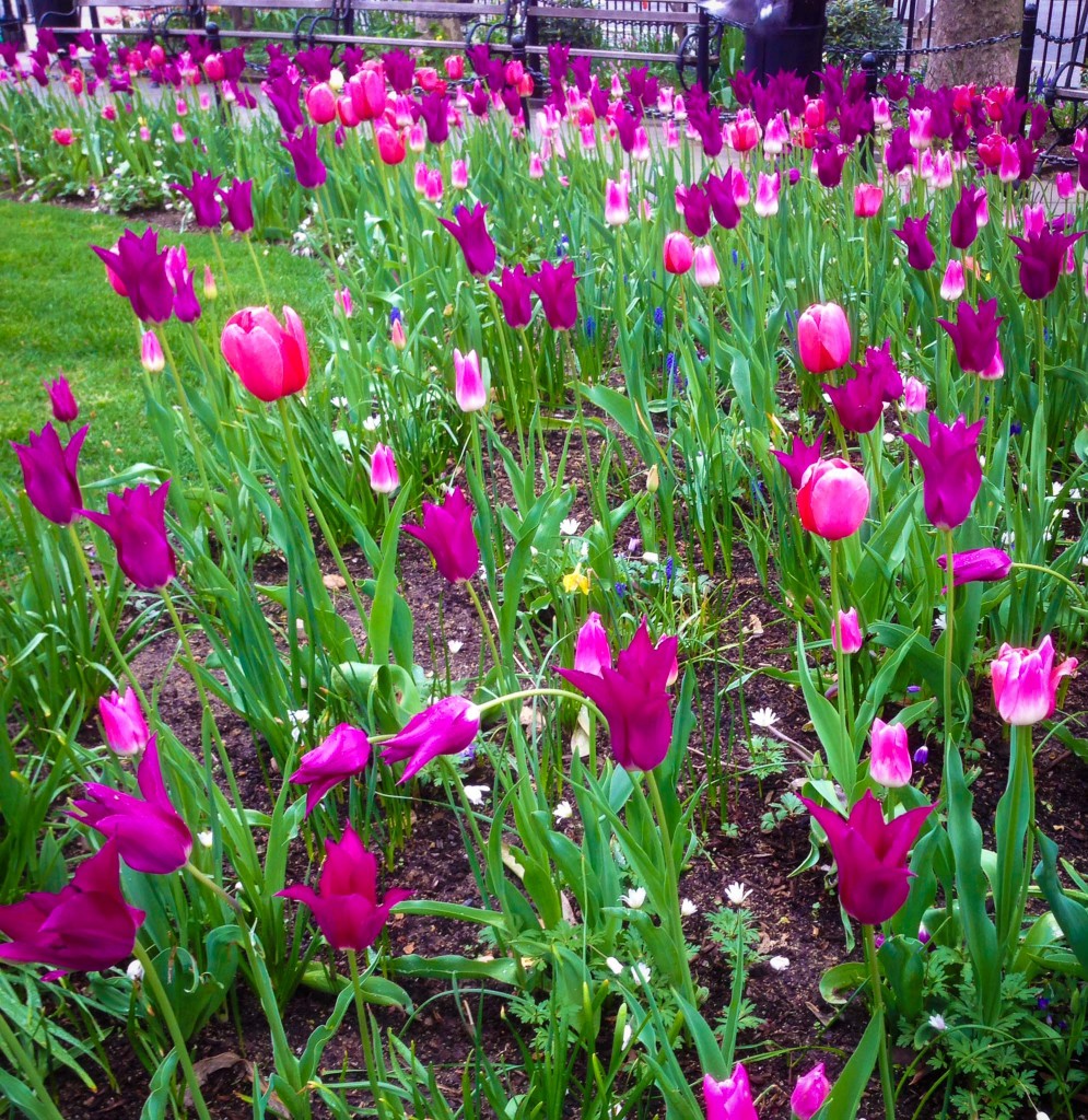 Tulips in bloom or whatever